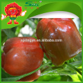 Top quality colored bell pepper, red yellow bell pepper